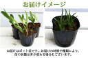 芽出し球根苗 春 春植え ガーデンアマリリス 1鉢 4号ロング 1球植え【お届け中】Hippeastrum×hybridum 植えっぱなし …