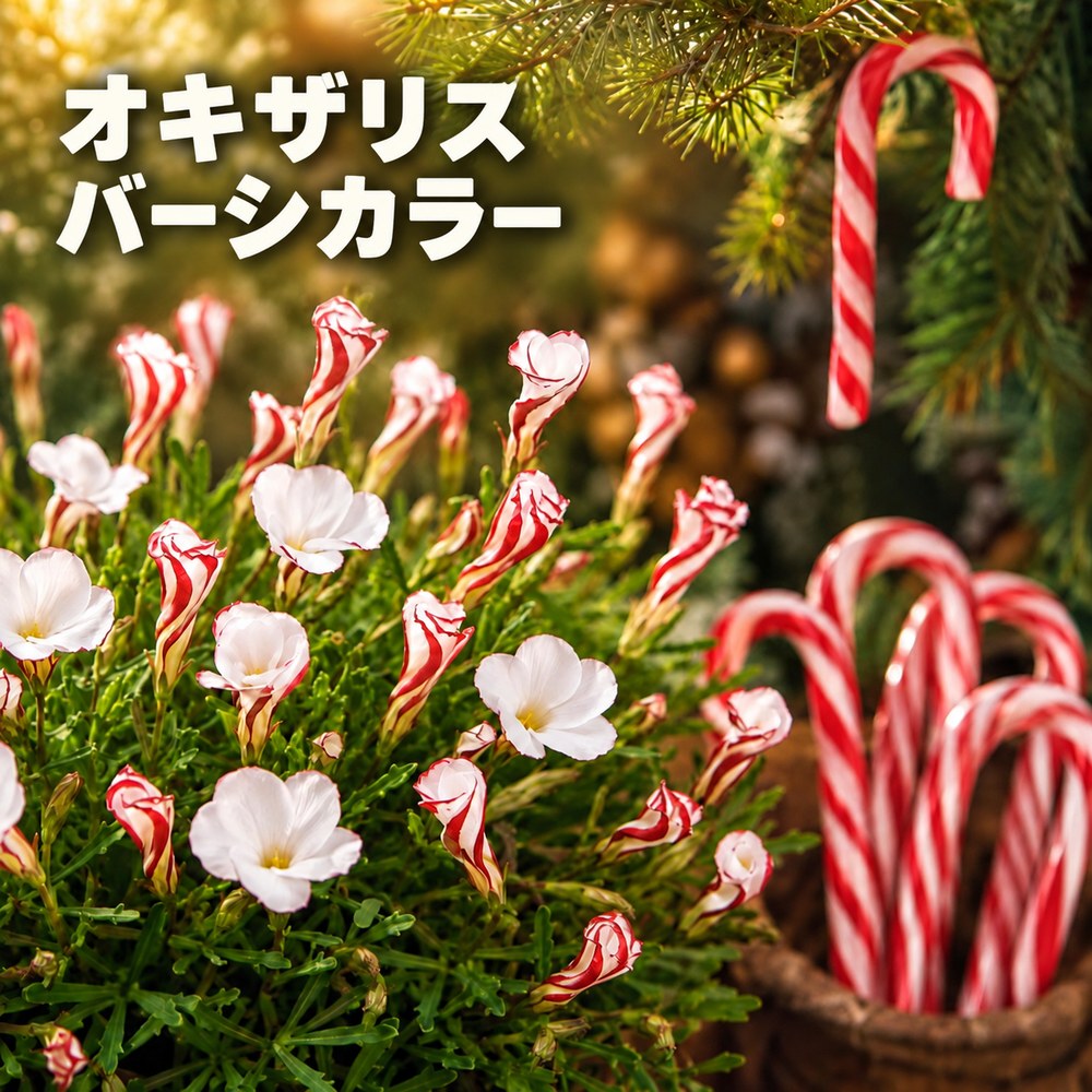 小球根 オキザリス バーシーカラー 白赤花 5球【お届け中 メール便対応】Oxalis Versicolor 白/赤 覆輪 植えっぱなし 草丈低い 野放し 庭植え 鉢植え 花壇 寄せ植え 秋 冬 【2026BU】【mail】【P5】