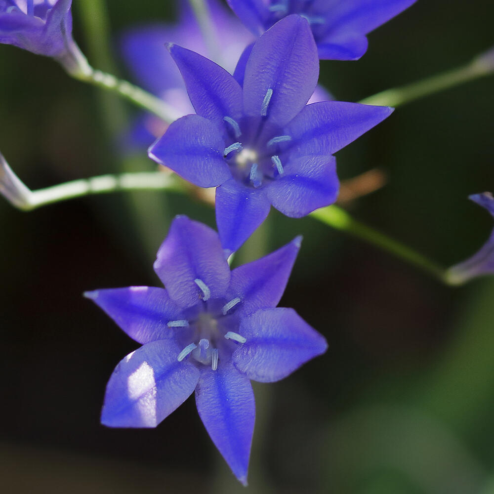 �����äѤʤ��庬 �ȥ�ƥ쥤�� �֥����ǥ��� �֥����ǥ��� ������ե��ӥ��� 5���10 ��ڤ��Ϥ��� ���庬 �᡼�����б����������å�����̵����teleia ...