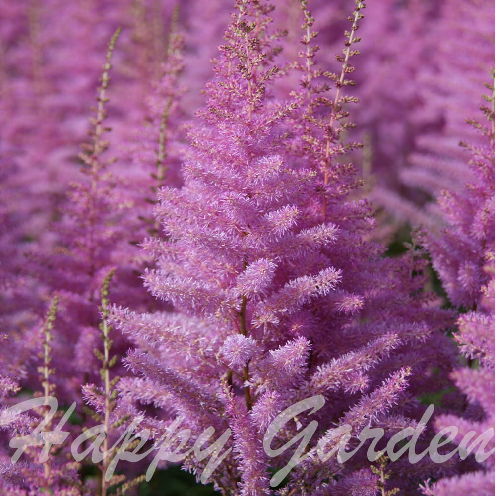 花苗 アスチルベ アメジスト 1鉢 3〜3.5号【お届け中】Astilbe 草花 多年草 秋苗 秋の花 ガーデン ガーデニング シェードガーデン 春 ハッピーガーデンのサムネイル