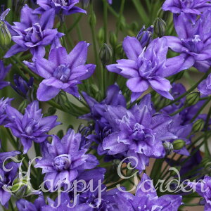 球根植えっぱなし球根 トリテレイア 八重咲き ブローディア アクアリウス 5球【お届け中 小球根 メール便対応】teleia トリテレイア 球根植物 寄せ植え 庭植え 花壇 青花 ハッピーガーデン【2025BU】【mail】(2006)