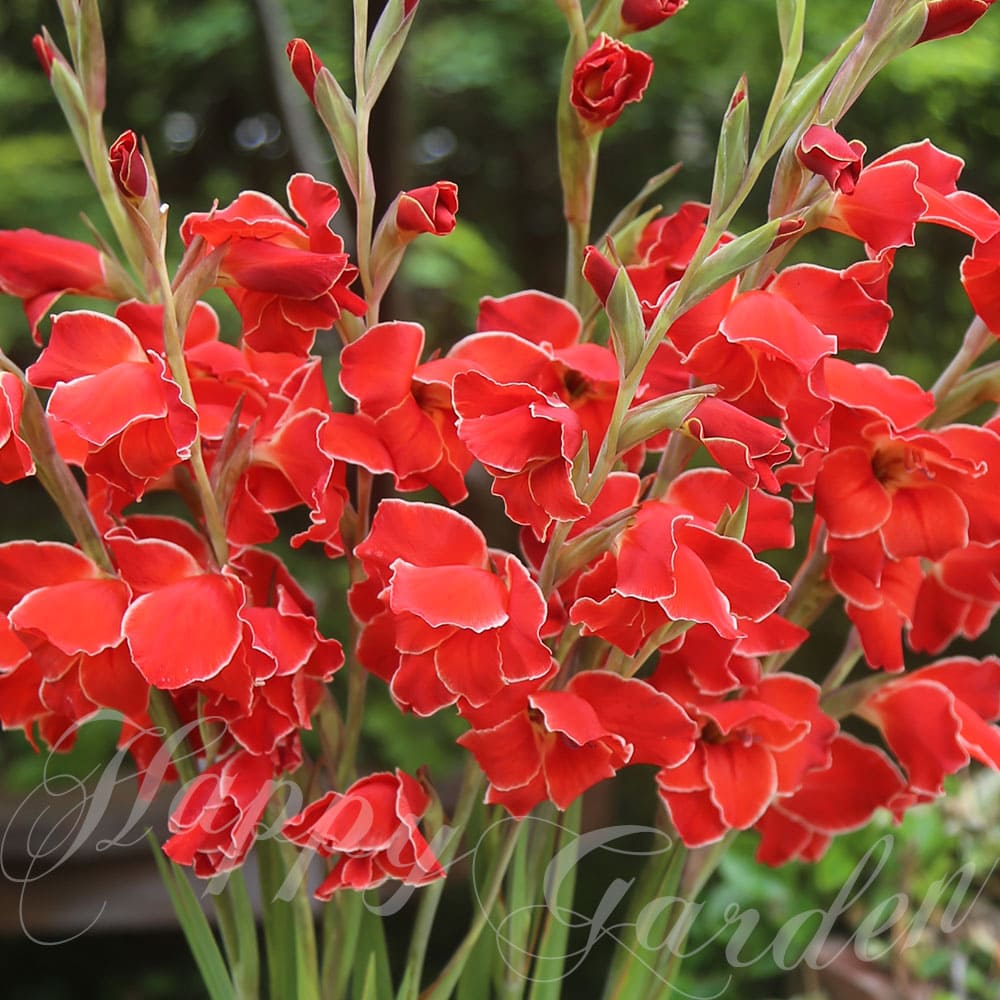 芽出し球根苗 春苗 植えっぱなし 春咲き グラジオラス アトム 1鉢 3号 1球植え【お届け中】Gladiuolus Atom 花色ピン…