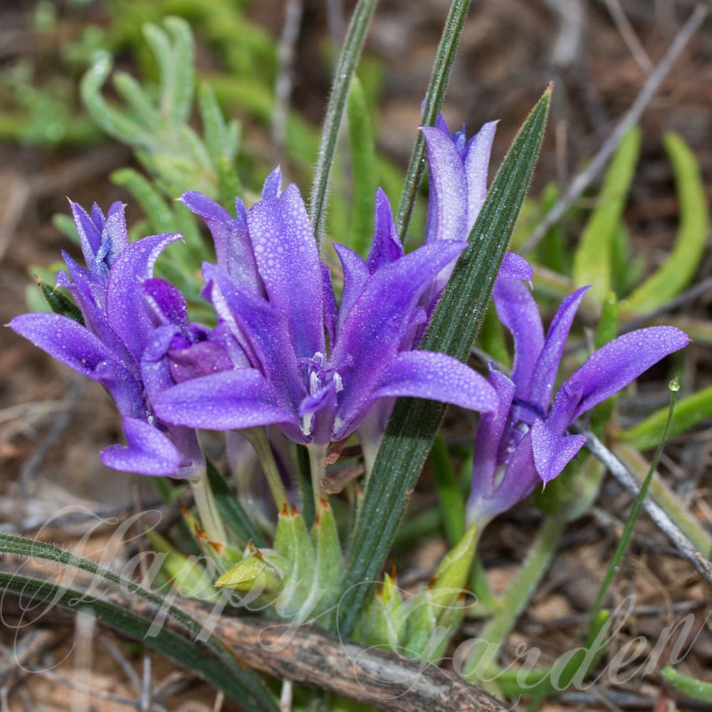 芽出し球根苗 春 植えっぱなし バビアナ ナナ 1鉢 3号 3芽以上【お届け中】Babiana nana 花の球根 秋植え球根 花壇 冬植え 鉢植え 庭植え 冬植え球根 多年草 ガーデン ガーデニング