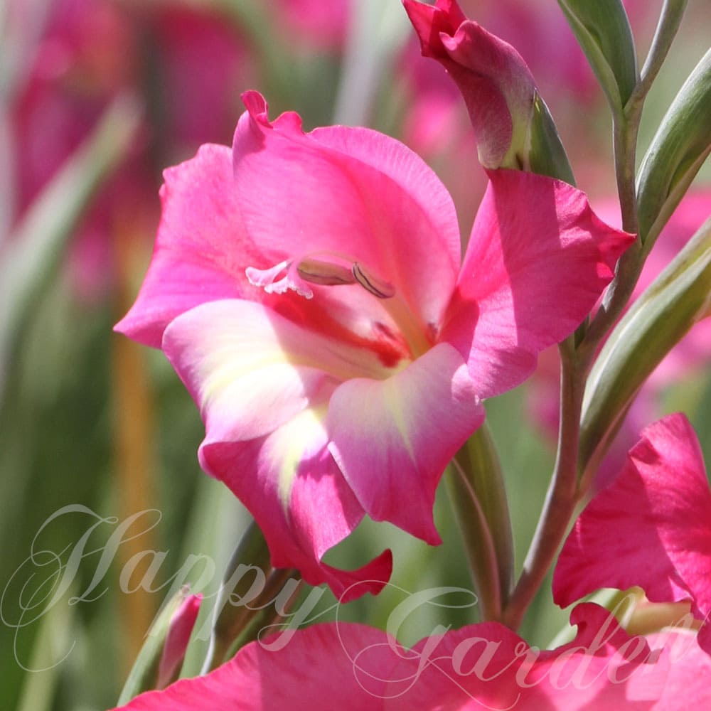 芽出し球根苗 春苗 植えっぱなし 宿根 グラジオラス チャーム 1鉢 3号 1球植えGladiuolus Charm 花色ピンク 桃 野放し 花の球根 秋植え球 春開花 花壇 ガーデン 庭植え 多年草根 ハッピーガーデン花壇 お洒落 春植え 2024BU