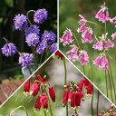 植えっぱなし 球根 花 ディケロステンマ 選べるセット 小球根【先行予約10月上旬~お届け メール便対応】秋植え球根 野放し 花の球根 庭植え ガーデニング 花壇 鉢植え ハッピーガーデン 【2025BU】【COM】