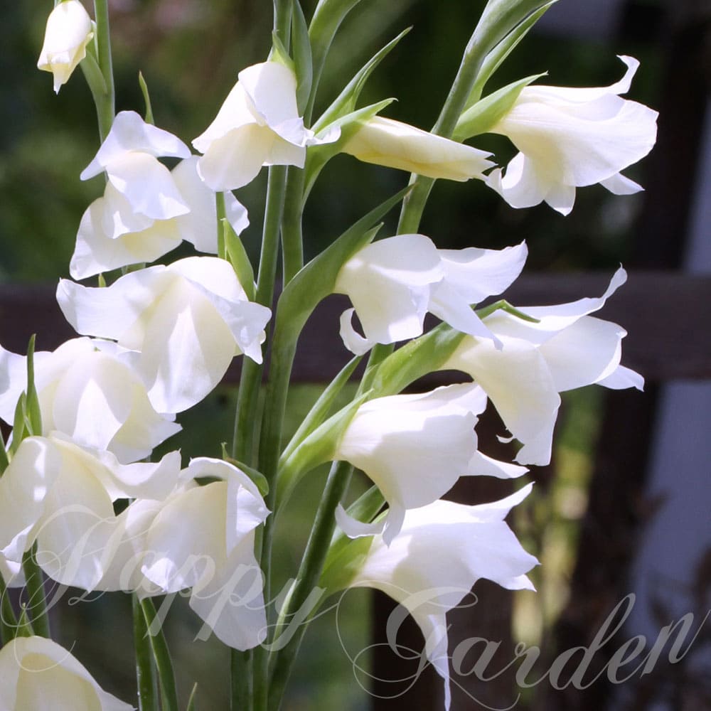 芽出し球根苗 春苗 植えっぱなし 春咲きグラジオラス フィオナ 1鉢 3号 1球植え【お届け中】Gladiuolus Fiona 花色白 クリーム色秋植え 野放し 花の球根 秋植え球根 春開花 花壇 ガーデン 庭植え 多年草