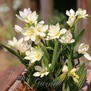 植えっぱなし 球根 花 バビアナ かぐや 5球【先行予約 10月上旬〜お届け 小球根 メール便対応】Babiana rubrocyanea 秋球根 秋植え 花の...