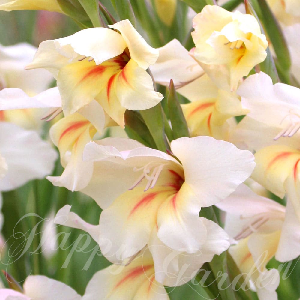 芽出し球根苗 春 植えっぱなし 宿根 グラジオラス カリーネ 1鉢 3号 1球植えGladiuolus Carine 秋植え 野放し 花の球根 秋植え球根 春開花 花壇 ガーデン 庭植え 冬植え球根