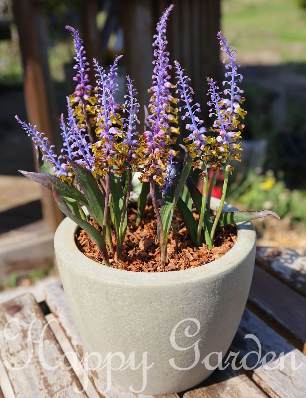 �饱�ʥꥢ �ॿ�ӥꥹ 2�� ��֡ڤ��Ϥ��� ���庬 �᡼�����б���Lachenalia mutabilis �饷��ʥꥢ ������ ������ �֤ε庬 ���� ������ ȭ���� �����ǥ� �����ǥ˥� �� �� �ϥåԡ������ǥ��2025BU�ۡ�mail��(2006)