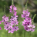 芽出し球根苗 春 植えっぱなし 原種イキシア ポリスタキア 1鉢 3号 3芽以上【お届け中】Ixia 球根植物 多年草 槍水仙 ヤリズイセン 草花 ハッピーガーデン