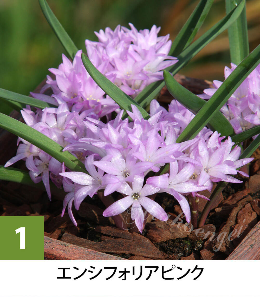 �ݥ����2�ܡ�2/4~10 �����äѤʤ�OK �� ������ ��������եꥫ���� �ݥꥭ���ʡ����󥷥ե��ꥢ �ԥ󥯡��ۥ磻�����٤륫�顼 1�忢�� 1ȭ 3��ڤ��Ϥ����Polyxena ensifolia ���襤���� ������ ȭ���� ���� �����ǥ˥� �ϥåԡ������ǥ��2025BU�ۡ�1213��