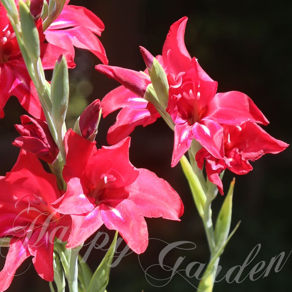 芽出し球根苗 春 植えっぱなし 春咲きグラジオラス ルビネッタ 1鉢 3号 1球植えGladiuolus Robinetta 赤花 秋植え 野放し 花の球根 秋植え球根 春開花 花壇 ガーデン 庭植え 冬植え球根