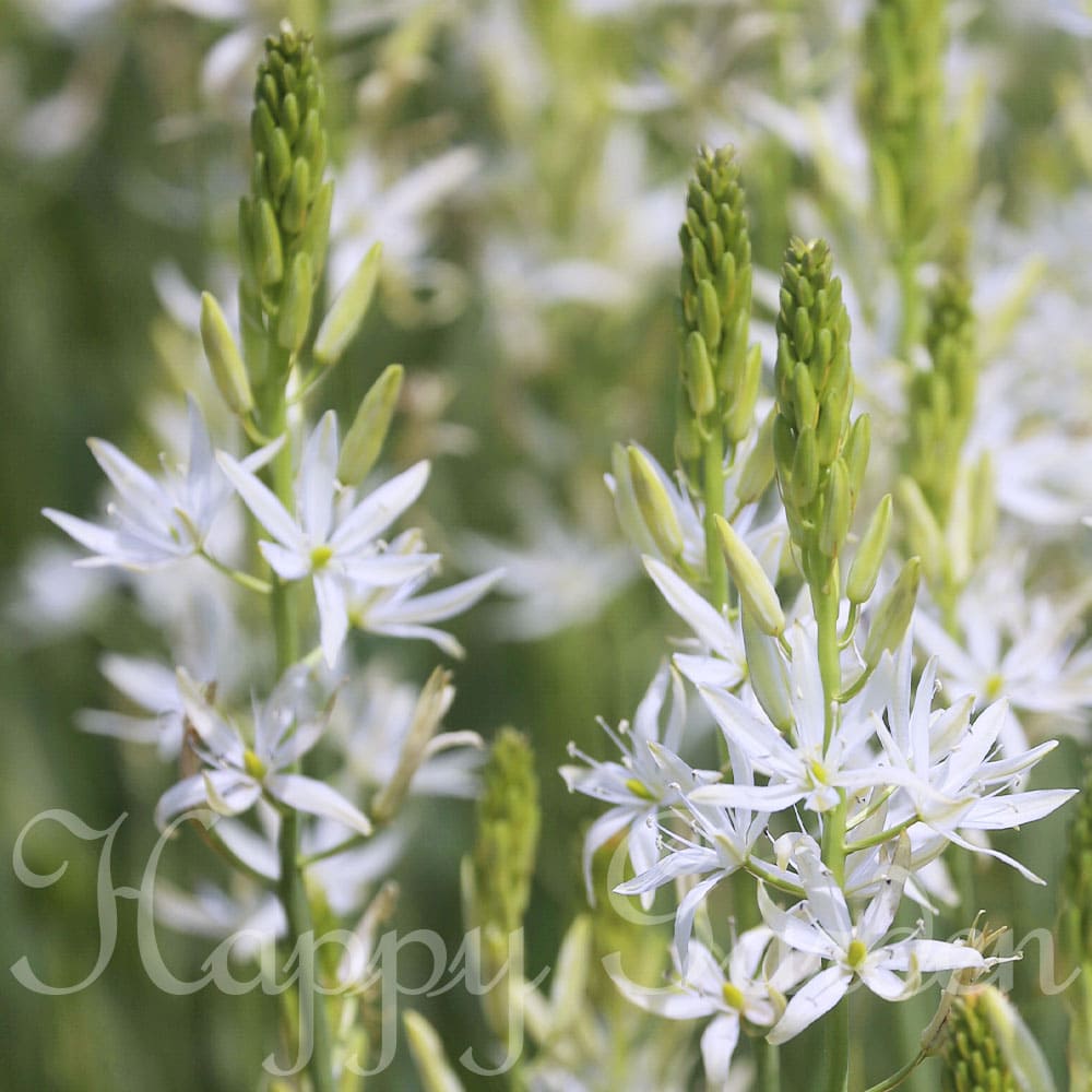 花苗 芽出し球根 苗 カマシア サカヤレア 1鉢 1芽以上 3〜3.5号【お届け中】Camassia 花の球根 ガーデニング ガーデン 花壇 秋植え 鉢植え 庭植え 冬植え球根 多年草 芽出し苗 ハッピーガーデンのサムネイル