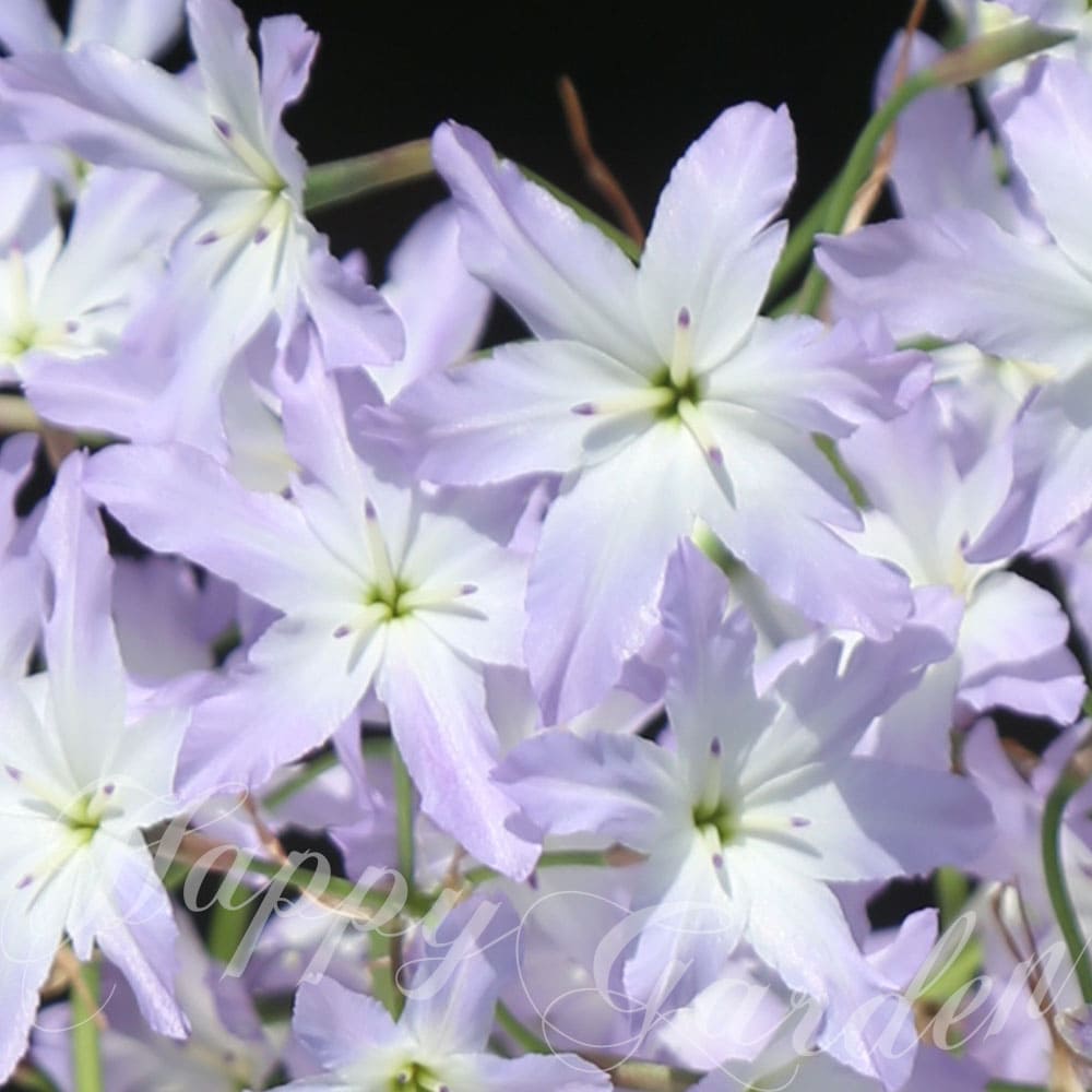 よく一緒に購入されている商品植えっぱなし 球根 花 ディケロステンマ 選べ550円～球根 秋 花 春咲き グラジオラス グラシリス660円植えっぱなし球根 花 秋 アリウム ユニフォリ495円～■名称：リューココリーネ スフィア　Leucocoryne Sphere ■科属名：ユリ科 / リューココリーネ属 ■開花時期：4〜6月 ■性質：多年草（球根植物） ■草丈：約30〜40cm ■植え場所：日当たりの良い所 ■花色： ■特徴：チリのアンデス山脈に自生する球根植物で香りがあります。 小さなスペースでも栽培出来る。類似商品はこちら植えっぱなし球根 リューココリーネ ストライプ693円植えっぱなし球根 秋 花 原種チューリップ リ869円植えっぱなし球根 秋 花 原種チューリップ マ528円植えっぱなし球根 原種チューリップ ライラック499円植えっぱなし 球根 花 ディケロステンマ 選べ550円～植えっぱなし球根 秋 花 原種チューリップ ヘ869円植えっぱなし球根 球根 花 原種チューリップ 499円植えっぱなし球根 花 秋 原種チューリップ サ799円植えっぱなし球根 花 秋 イフェイオン ジェシ499円～新着商品はこちら2026/10/22花苗 秋 冬 ビオラ FP イエローブルーウィ638円2026/10/22花苗 秋 冬 パンジー わらく アンティークオ638円2026/10/22花苗 秋 冬 ビオラ ももか ふらの 3.5号638円再販商品はこちら2026/10/23花苗 秋 ガイラルディア グレープ センセーシ699円2026/10/23球根 花 アリウム ロージードリーム 3球セッ869円2026/10/22小球根　植えっぱなし 秋咲き オキザリス ゴー450円2026/10/22 更新 ■名称：リューココリーネ スフィア　Leucocoryne Sphere ■科属名：ユリ科 / リューココリーネ属 ■開花時期：4〜6月 ■性質：多年草（球根植物） ■草丈：約30〜40cm ■植え場所：日当たりの良い所 ■花色： ■特徴：チリのアンデス山脈に自生する球根植物で香りがあります。 小さなスペースでも栽培出来る。