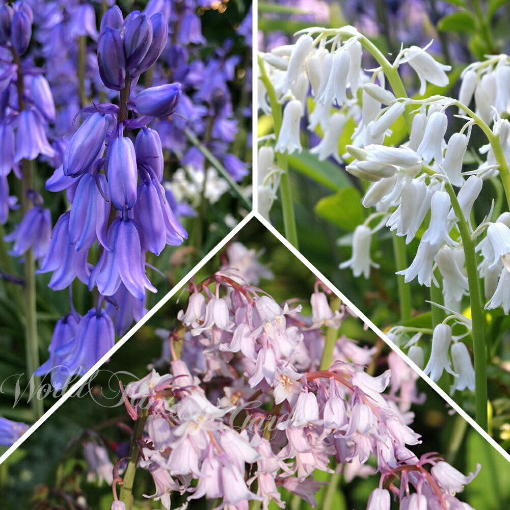 植えっぱなしOK 秋植え 球根 毎年咲く シラー・カンパニュラータ 選べる桃 白 青 3〜18球セット 【お届..