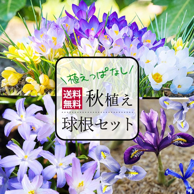 【小球根】秋植え球根 毎年楽しめる 植えっぱなし球根 お得な量多め 球根セット 19種類より選択 最大50球 【お届け中】選べる種類 ミニアイリス チオノドクサ クロッカス 原種チューリップ 球根 全国どこでも 送料無料【メール便お届け】