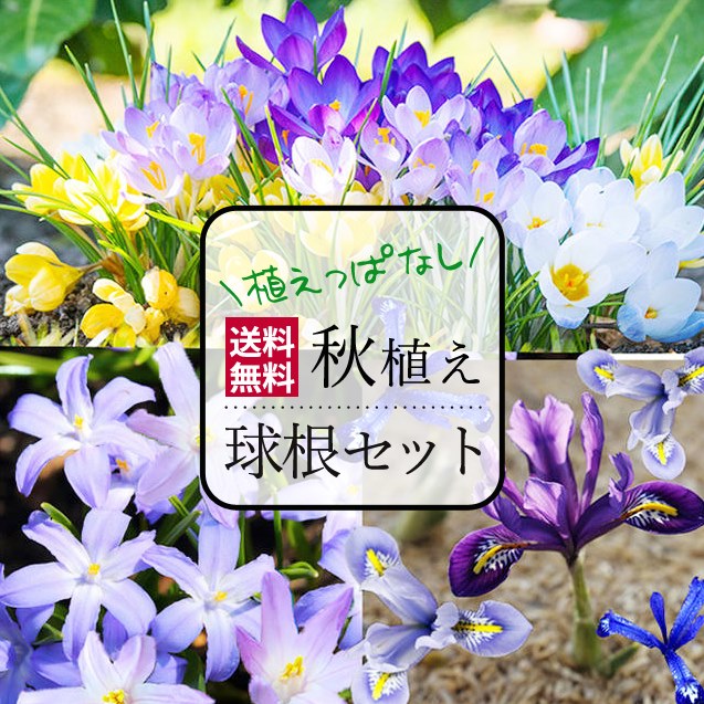 ガーデニング初心者におすすめな植えっぱなしokな育てやすい花13選 暮らし の