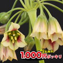 1000 ポッキリ 送料無料 秋植え球根 植えっぱなし アリ...