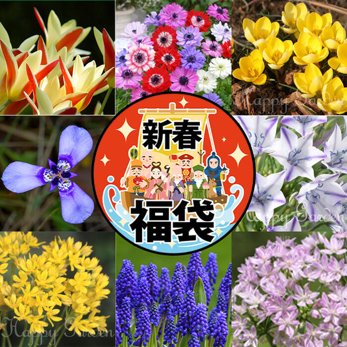 秋植え球根 new 毎年楽しめる 植えっぱなし 球根 お得な球根セット 7種類より選択 【お届け中 メール便でお届け 小球根 全国どこでも送料無料】原種チューリップ ムスカリ 球根 花の球根 冬植え球根 野放し 秋植えのサムネイル