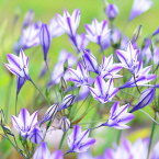 植えっぱなし球根 ブローディア ルディ 5球【お届け中 メール便対応】teleia トリテレイア 球根植物 寄せ植え 庭植え 花壇 青花 クイーンファビオラ クィンファビオラ【2025BU】【mail】