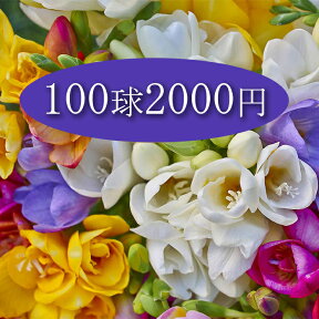 訳アリ フリージア 一重 ミックス 球根 100球 セット 全国どこでも送料無料 メール便対応　同梱不可 代金引換不可 ガーデニング 寄せ植え 花壇 庭植え　赤花　黄花　紫花　白花