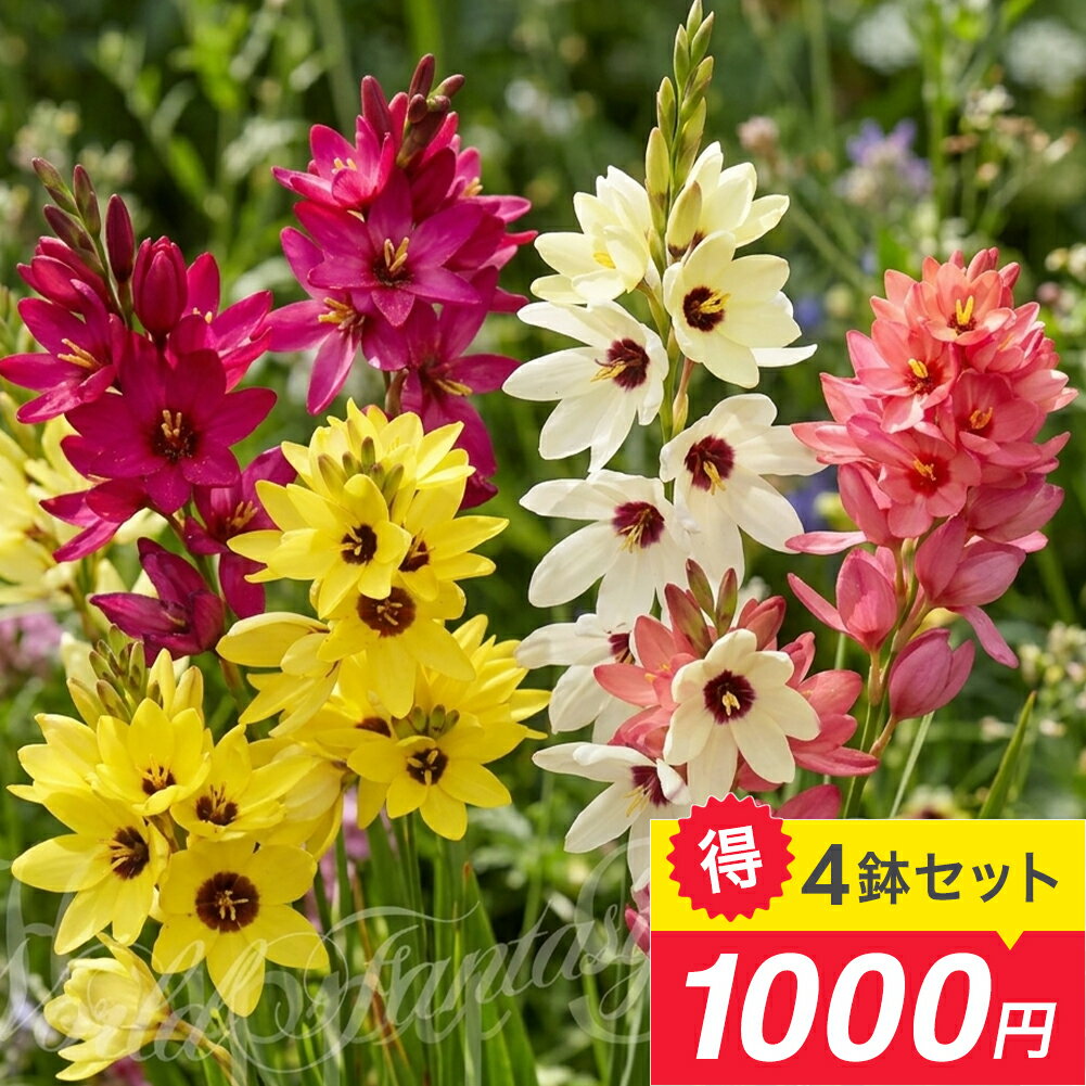 ポイント3倍 イキシア ファイン 芽出し球根苗 選べる品種 セット 3球植え 3号【お...