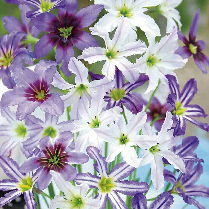 植えっぱなしOK 秋植え球根 リューココリーネ ミックス 選べるセット5球〜12球セット