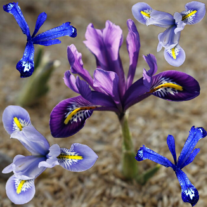 �庬 �����äѤʤ��庬 �ߥ˥����ꥹ ���٤�5�� 5��10�奻�åȡڤ��Ϥ��� ���庬 �᡼�����б���Iris reticulata �����ꥹ �ߥ˥ߥ˥����ꥹ ...