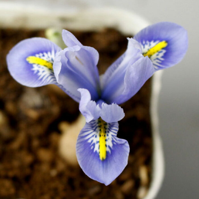 芽出し球根苗 春 植えっぱなし ミニアイリス アリダ 1鉢 3号 3芽以上【お届け中】Iris reticulata Alida アイリス ミニミニアイリス 秋植え球根 花の球根 庭植え 花壇 花壇 鉢植え 芽出し苗 ハッピーガーデン 2023BUのサムネイル
