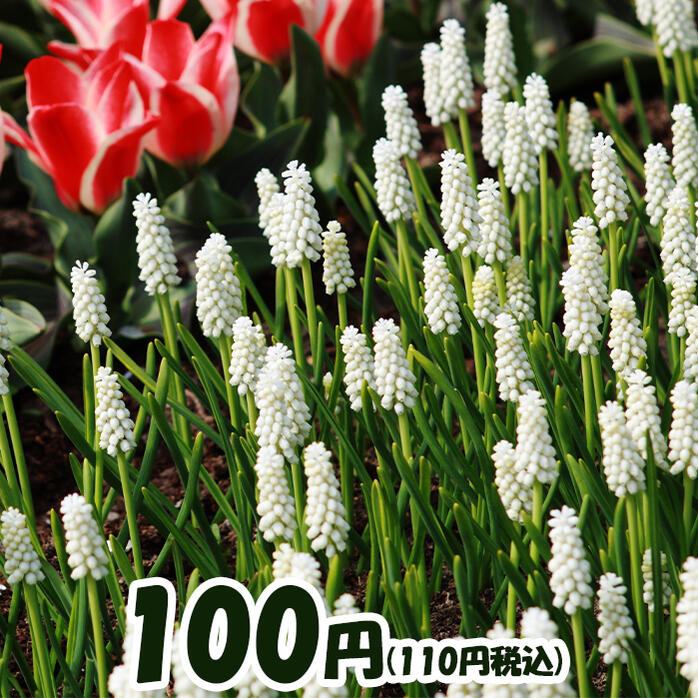 15周年記念感謝セール 小球根 ムスカリ アルバ 球根5球セット【お届け中 メール便でお届け】Muscari 花の球根 秋植え球根 ガーデニング 寄せ植え 庭植え 秋植え 花壇 白花 2021BUのサムネイル
