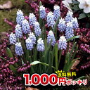 1000円ポッキリ 全国どこでも送料無料 秋植え球根 ムスカ...