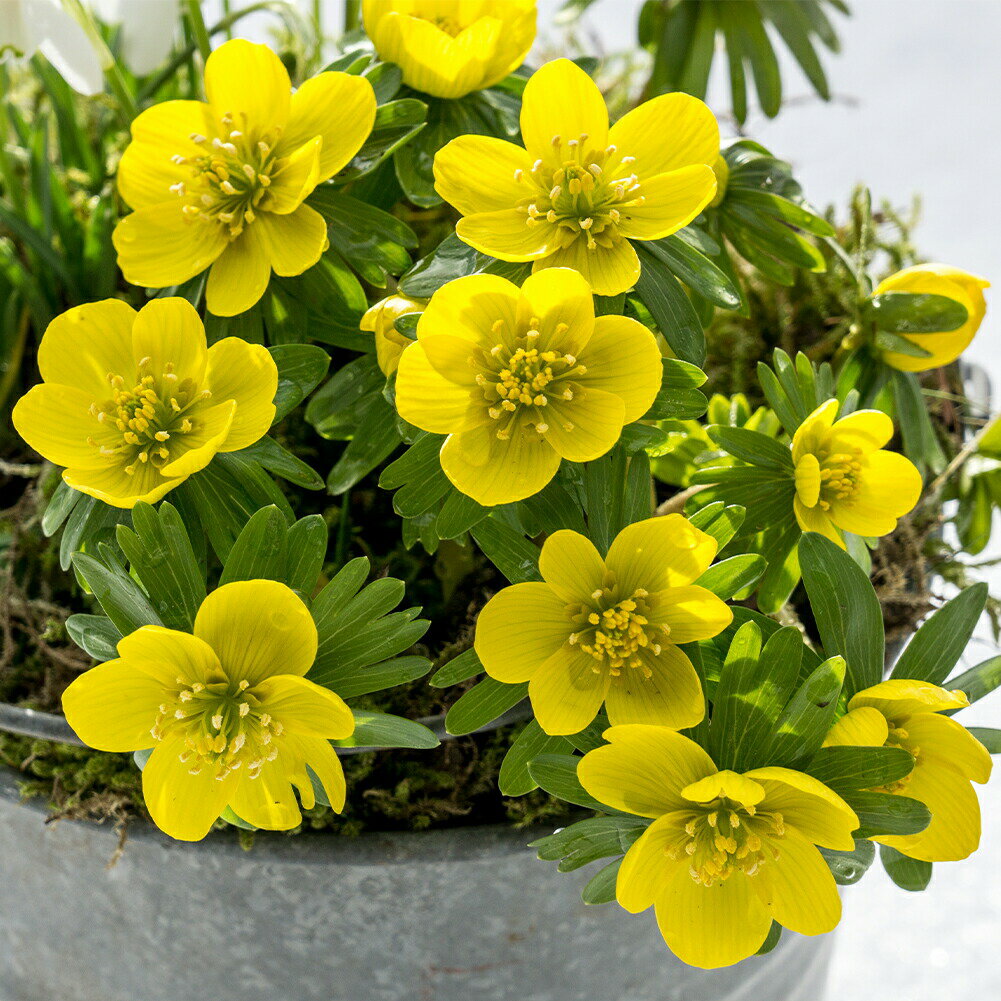 球根 黄花セツブンソウ 5球セット【お届け中】Eranthis hyemalis 節分草 エランティス シリシカ 球根 多年草 秋球根 秋冬植え球根 メール便 2023BU