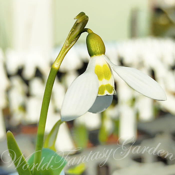 1000円ポッキリ 全国どこでも 送料無料 スノードロップ ガランサス 選べるセット エルウィシー / マウントエベレスト【お届け中 小球根 メール便対応送料無料】秋 冬 水仙 スイセン多年草 白花 早春 人気 ガーデン ガ