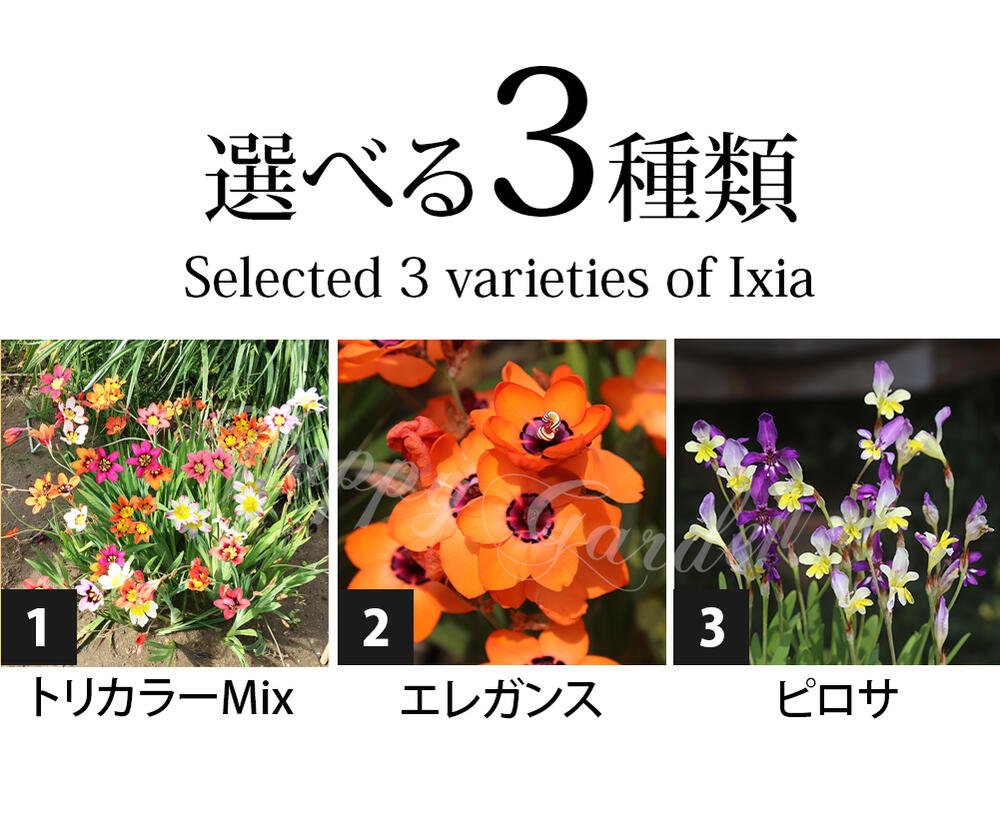 �庬 �� �����äѤʤ��庬 ���ѥ饭���� 3���फ�����٤� ���٤�5���9�奻�åȡڤ��Ϥ��� ���庬 �᡼�����б��۲֤ε庬 ���� ���� ��Ƥ䤹�� ������ ������ �ϥåԡ������ǥ��2025BU�ۡ�mail��1205