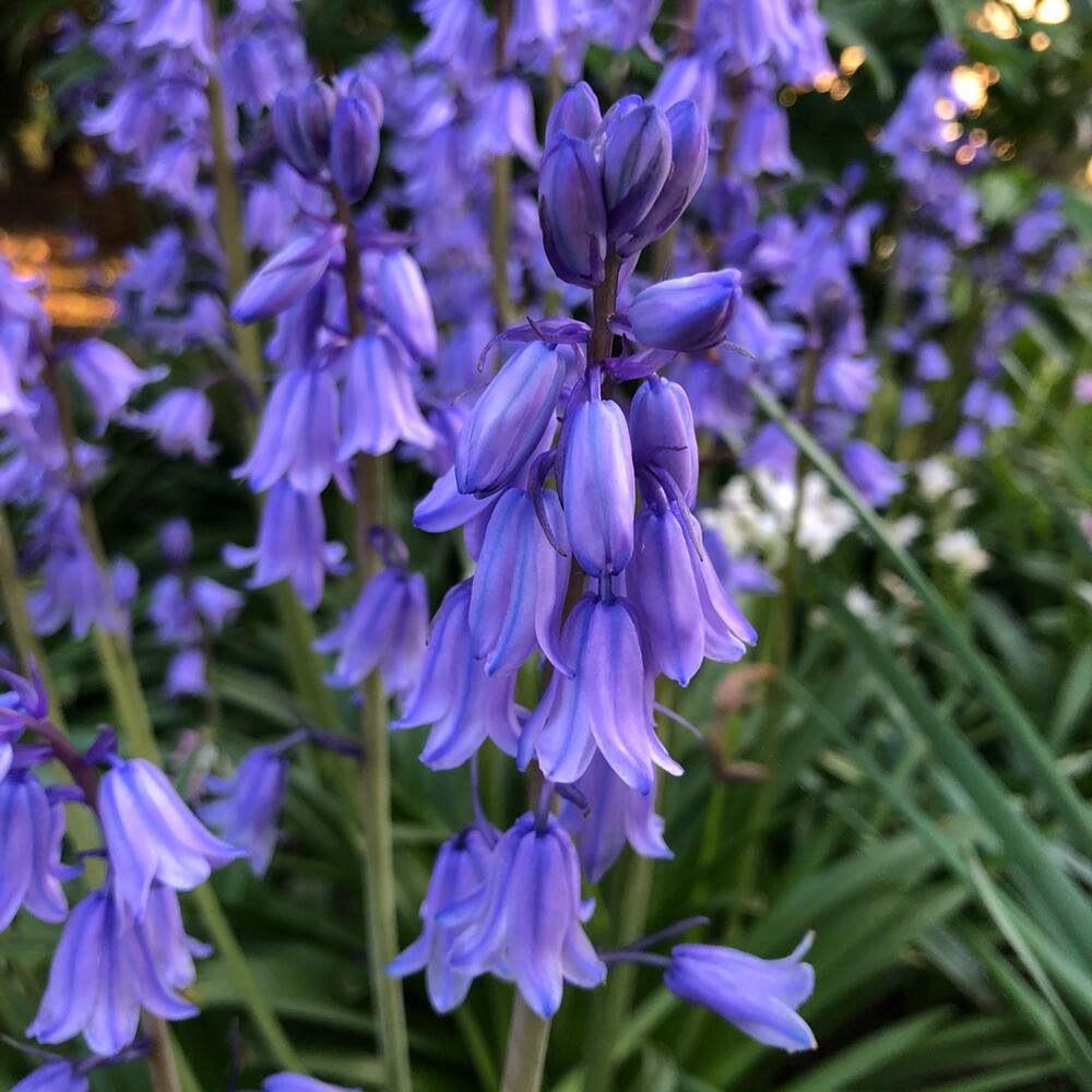 花苗 芽出し球根 苗 シラー カンパニュラータ ブルー 1鉢 3芽以上 3～3.5号【お届け中】Hyacinthoides 草花 多年草 青花 球根植物 ガーデン ガーデニング 花壇 庭植え 鉢植え 芽出し苗 ハッピーガーデン