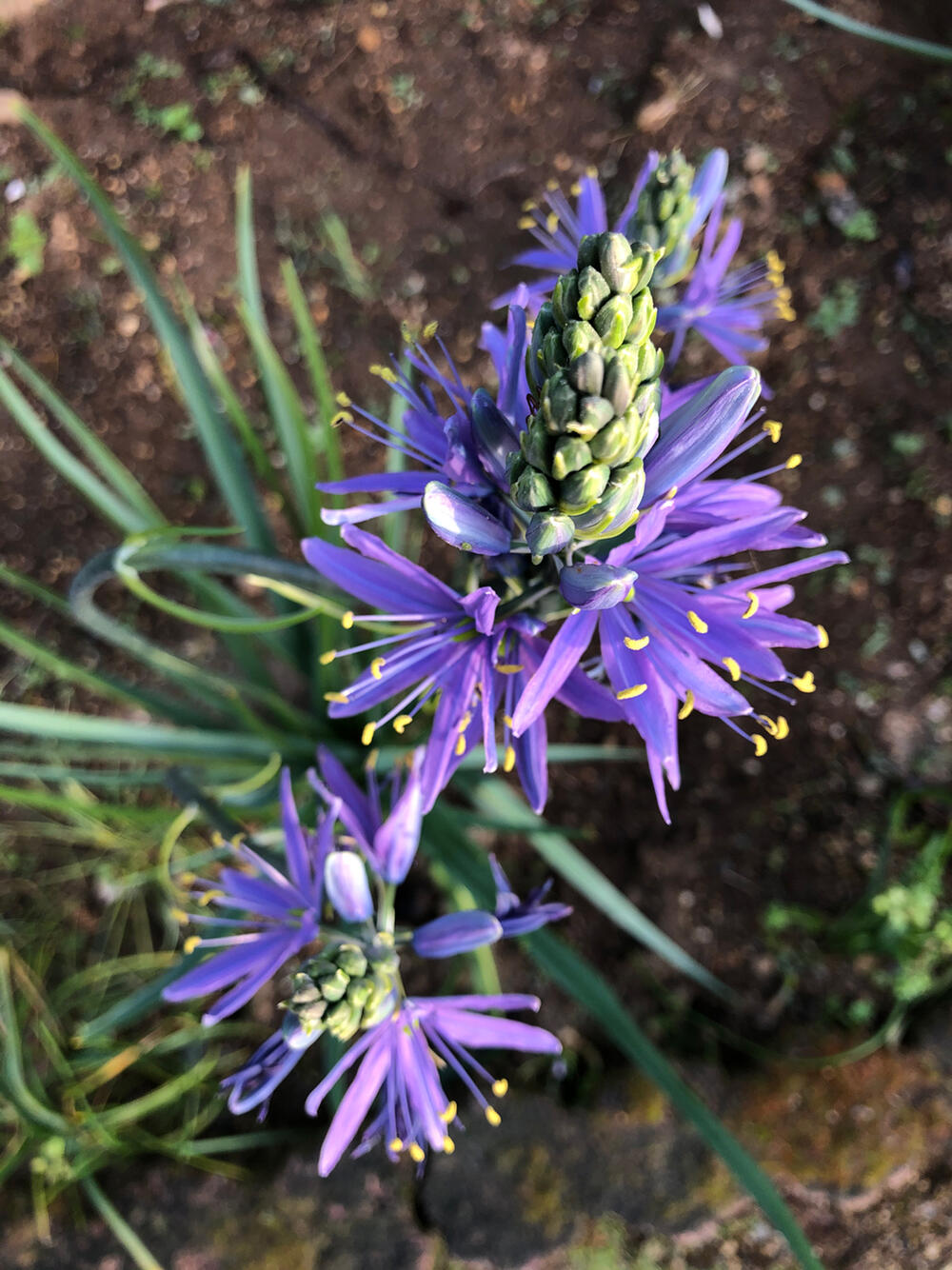 ポイント3倍 芽出し球根苗 カマシア ライヒトリニーコエルレア 1球植え 3号鉢 選べ...