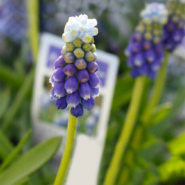 ֵ庬 äѤʤ庬 ॹ å֥Ρ 10 åȡڤϤ 庬 ᡼бMuscari Touch of Snow ॹ 庬ʪ ֤ε庬 ȭ    ϥåԡǥ2023BUۡפ򸫤