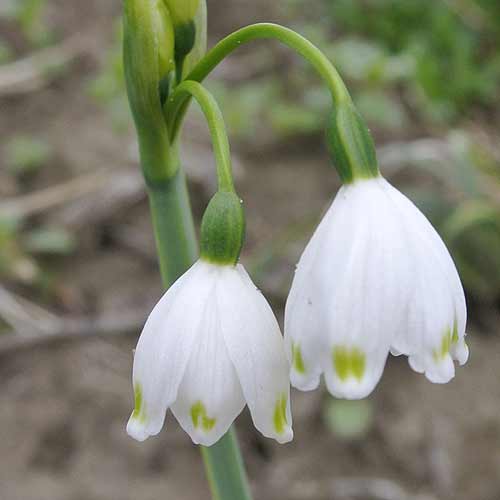 ���� �������� ���Ρ��ե졼�� ��Ф��庬�� 1ȭ 3��ȭ�ڤ��Ϥ����Giant Snowflake �������� ���������� ȭ���� ������ �󤻿��� �������ɥ����ǥ� �� �ϥåԡ������ǥ��2025BU��