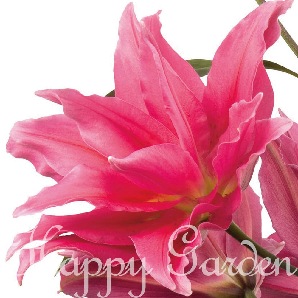 球根 秋 八重咲き ローズリリー エレナ 球根1球入り【お届け10月中旬〜秋球根先行予約 大型球根】Lilium ゆり ユリ 百合 球根植物 多年草 桃花 秋球根 オリエンタル リリー ガーデン ガーデニング 花壇 庭植え 鉢植え 2022BU