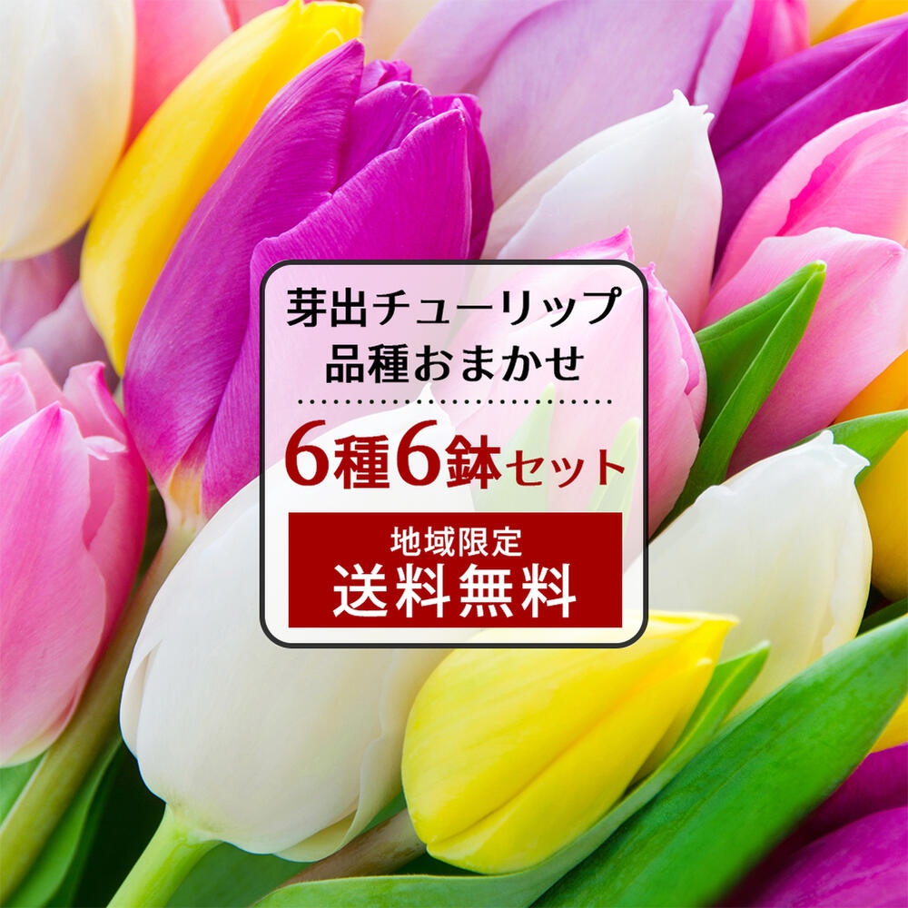 芽出し球根苗 春球根　芽出しチューリップ 品種はおまかせ 選べるセット【お届け中 地域限定 送料無料】一重咲き、ユリ咲き、原種チューリップ、八重咲き、枝咲き、ビリリーフローラ咲き、球根 春植え チューリップ 苗 ハッピーガーデン