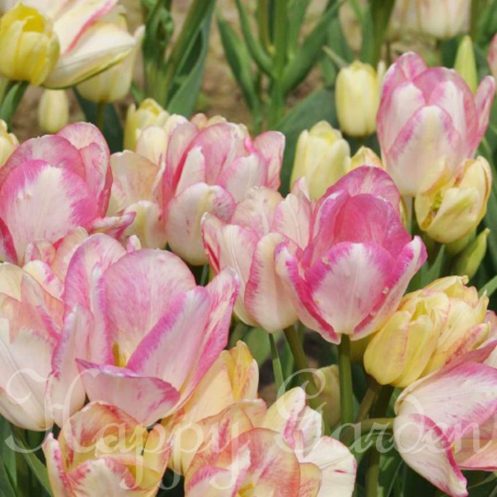 球根 チューリップ 枝咲き ドリームクラブ 5球セット 【お届け中】 中型球根】Tulipa Dream club 桃花 秋植え 冬植え 多年草 変わる 球根植物 花壇 庭植え 鉢植え ガーデン ガーデニング 秋 冬 ハッピーガーデン【2023BU】【COM】のサムネイル