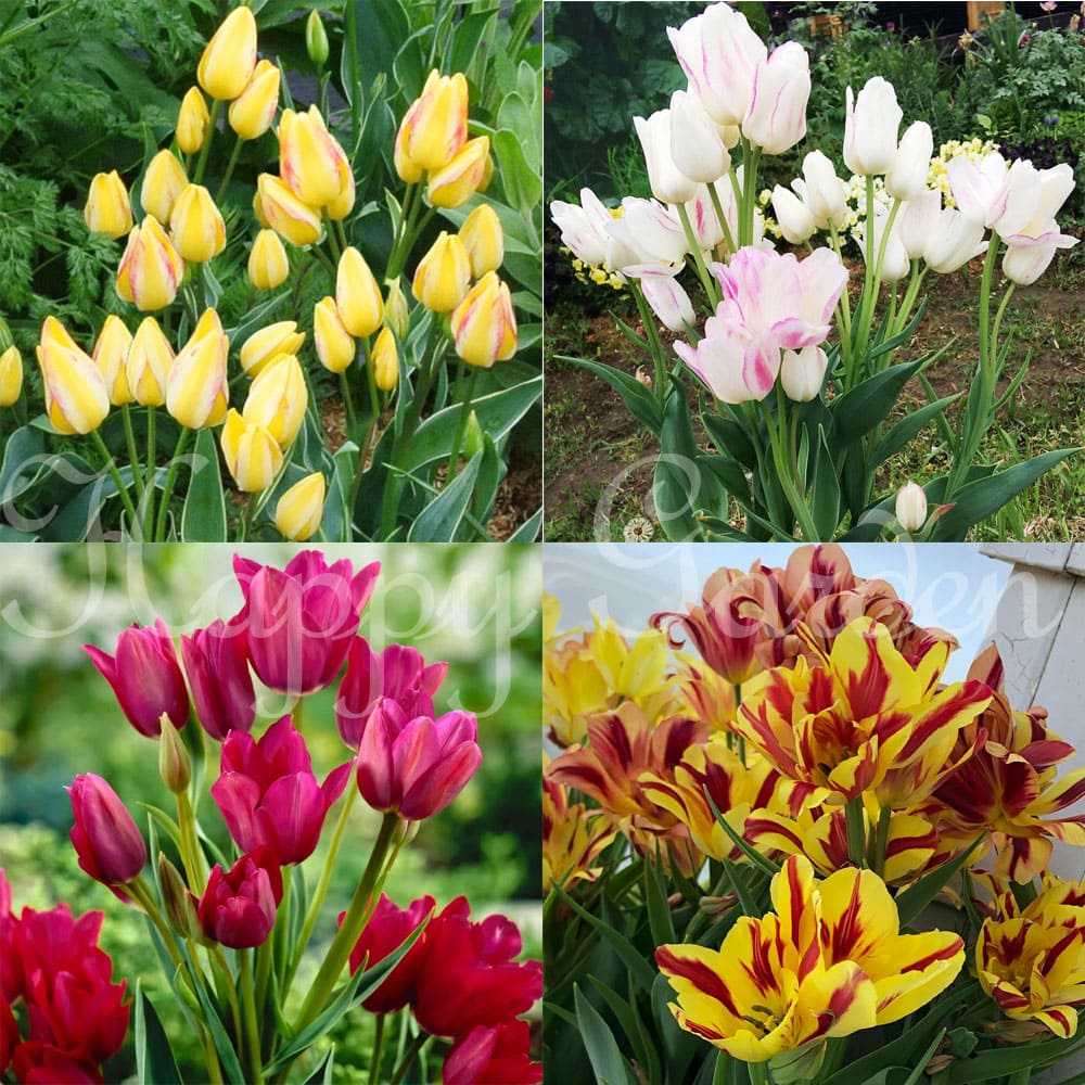 球根 秋植え 枝咲き チューリップ 4種4球 セット【先行予約 9月下旬〜お届け 中型球根】Tulip アントワネット キャンディークラブ ワンダークラブ ハッピーファミリー 多年草 球根植物 秋球根 花の球根 花壇 庭植え 鉢植え ガーデン ガーデニング ハッピーガーデン 2023BUのサムネイル