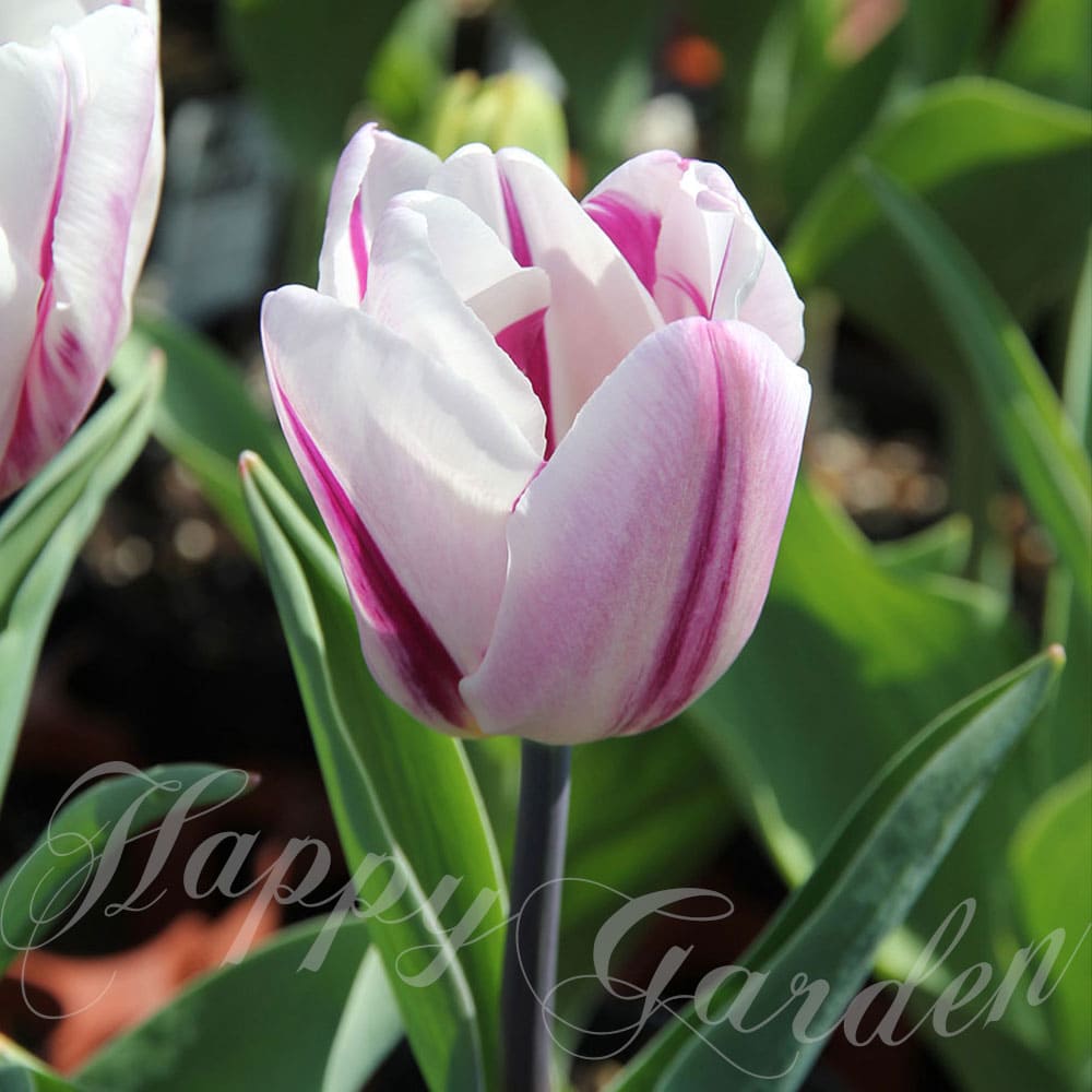 NEW 球根 一重咲き チューリップ フレーミングフラッグ 4球セット【お届け中 中型球根】Tulip Flaming Flag 花の球根 庭植え 秋植え 花壇 ガーデニング ガーデン 花壇 鉢植え トライアンフ系 ハッピーガーデン 2023BU COMのサムネイル
