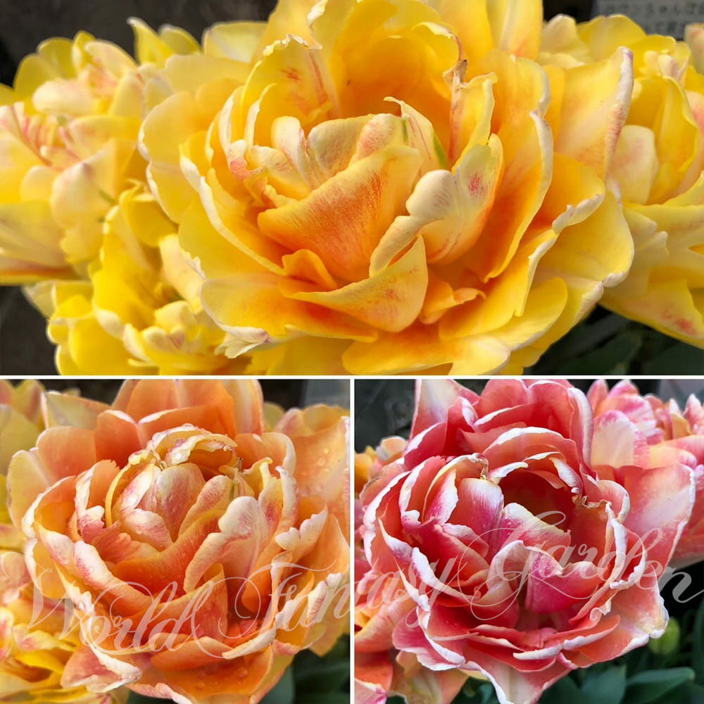 球根 花 大輪 八重咲き チューリップ フォクシーフォックストロット 5球セット 黄赤 秋植え球根【お届け中 中型球】Tulip ホワイト レッド 庭植え 花...