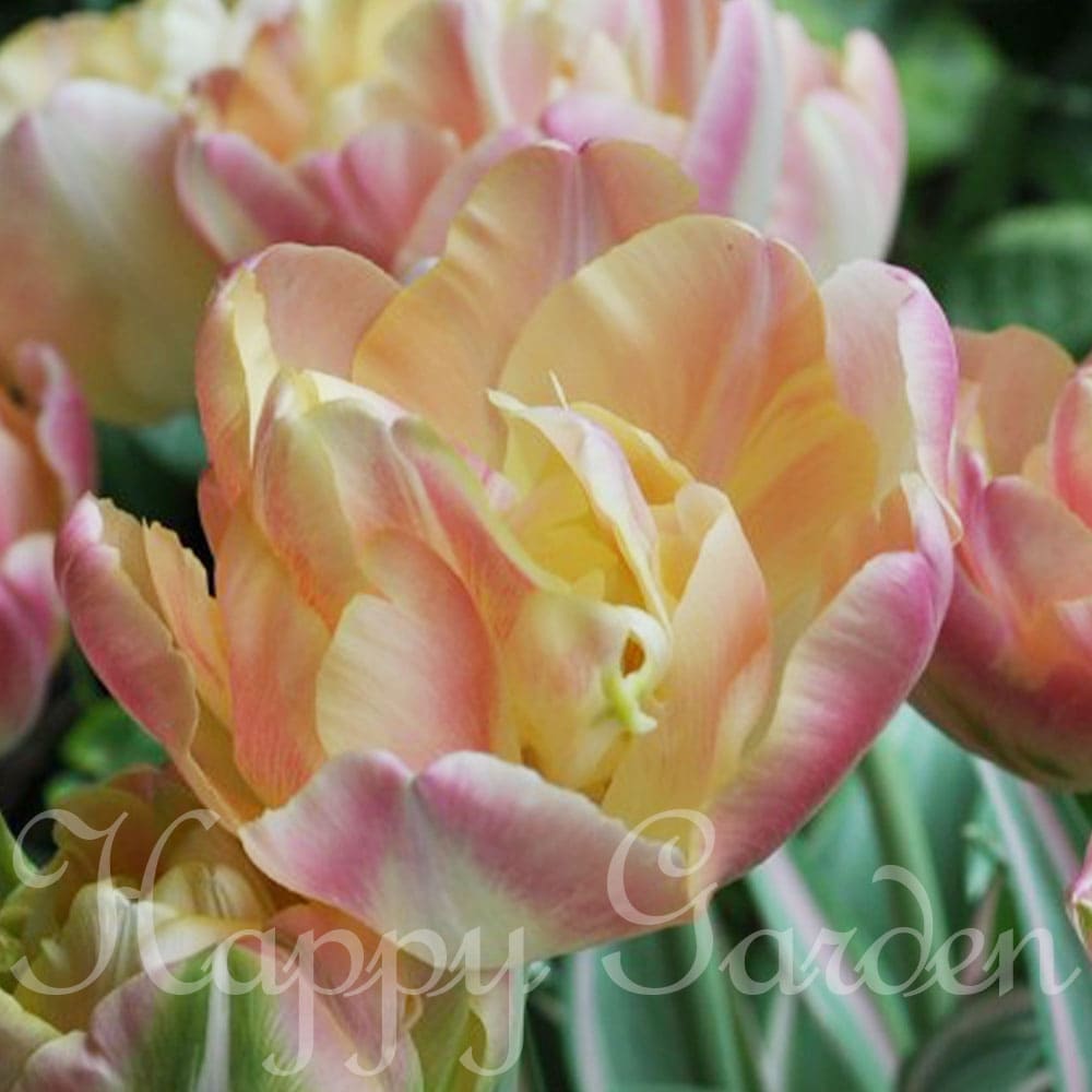 球根 チューリップ 八重咲き ハッピーアップスター 5球セット【お届け中】Tulipa 多年草 球根植物 秋植え球根 花の球根 花壇 庭植え 鉢植え ガーデン ガーデニング 2023BU COMのサムネイル