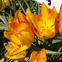 新登場 植えっぱなし 球根 花 原種チューリップ ジャラ 球根 5球 セット【先行予約 10月上旬~お届け 小球根 メール便対応】Tulip 秋植え球根 野放し 花の球根 庭植え 秋植え 花壇 ガーデニング ガーデン 花壇 鉢植え ハッピーガーデン【2025BU】【mail】