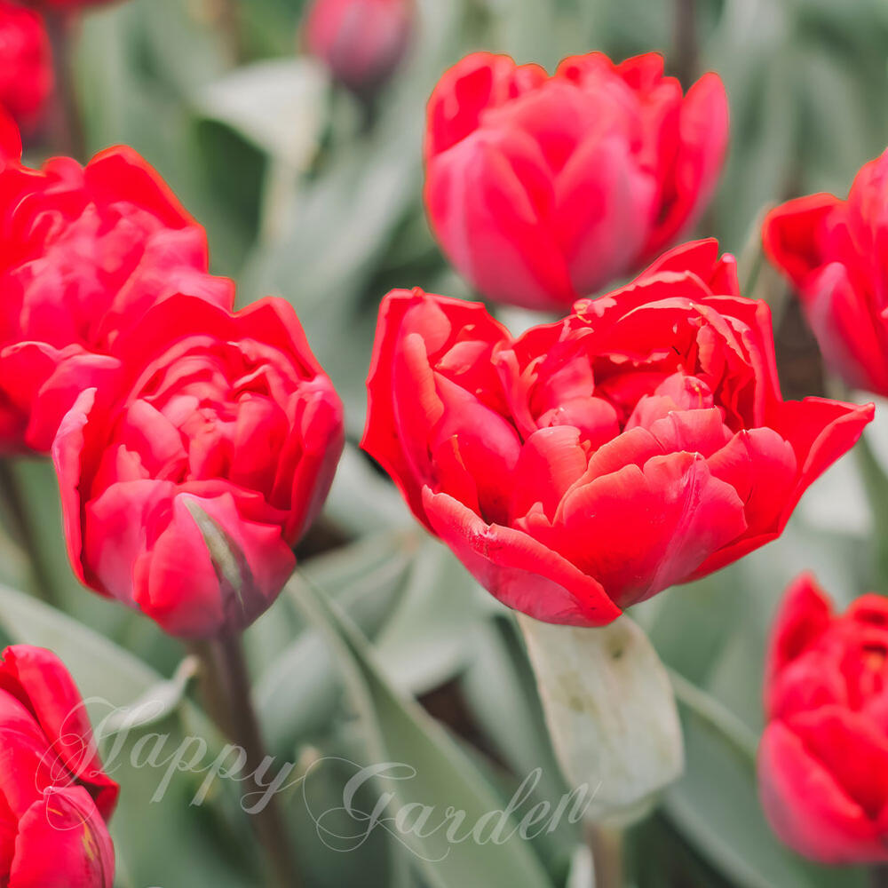 名称：八重咲き 香るチューリップ ラルゴ 学名：Tulipa 草丈：約20〜30cm 花期：春（中ー晩生） 性質：多年草 原産地：中央アジア〜北アジア 耐寒性：強い 耐暑性:夏は休眠期類似商品はこちら球根 秋 花 八重咲き チューリップ リムジン1,156円球根 秋 花 チューリップ 八重咲き ディズニ1,067円球根 秋 花 八重咲き チューリップ マウント1,155円球根 秋 花 一重咲き チューリップ ハッピー836円球根 秋 花 八重咲き チューリップ ホワイト1,000円球根 花 フリンジ咲き チューリップ ノールド1,045円球根 秋 花 八重咲き チューリップ フォック990円球根 花 八重咲きチューリップ チャーミングビ1,070円球根 秋 八重咲きチューリップ ドリーマー 31,130円新着商品はこちら2026/10/24花木苗 秋苗 ブッドレア アルテルニフォリア 737円2026/10/22＼ポイント2倍／花苗 秋 冬 ビオラ FP イ638円2026/10/22＼ポイント2倍／花苗 秋 冬 パンジー わらく638円再販商品はこちら2026/10/24花苗 春 冬 秋 デルフィニウム マジックファ495円～2026/10/24花苗 秋 多年草 宿根草 花 モクビャッコ 木572円2026/10/24植えっぱなし球根 秋 花 原種系 水仙 カンタ583円2026/10/23 更新 真紅の八重咲きがバラのように咲き誇る。香りも楽しめるラルゴが春の庭に物語を添える。 名称：八重咲き 香るチューリップ ラルゴ 学名：Tulipa 草丈：約20〜30cm 花期：春（中ー晩生） 性質：多年草 原産地：中央アジア〜北アジア 耐寒性：強い 耐暑性:夏は休眠期