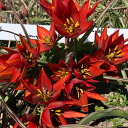 新登場 植えっぱなし 球根 花 原種チューリップ マーラ 球根5球 セット 赤花【先行予約 10月上旬〜お届け 小球根 メール便対応】Tulip 秋植え球根 野...