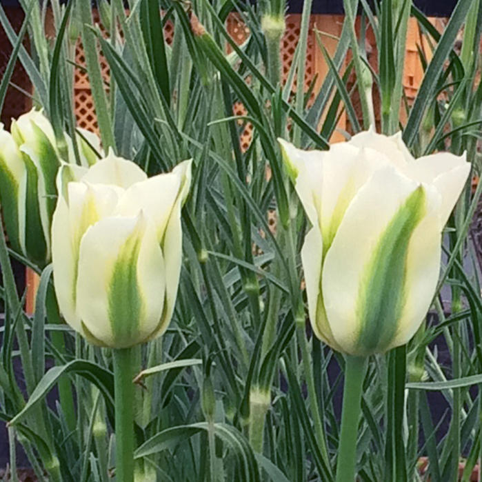 秋植え 球根 チューリップ スプリング グリーン 4球セット 【お届け中 中型球根】Tulip Spring Green ビリディフローラ咲き 緑 白 花 鉢植え 庭植え 寄せ植え 冬植え ガーデニング 花壇 お洒落 秋 冬 ハッピーガーデン【2023BU】【COM】のサムネイル