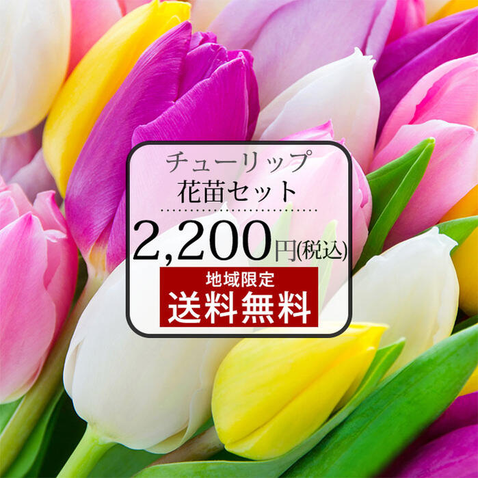花苗 芽出し球根 苗 芽出し チューリップ 品種はおまかせ 6鉢 セット 1球植え【お届け中 地域限定送料無料】Tulip 球根植物 多年草 草花 鉢植え 庭植え 花壇 コンテナ プランター ガーデン ガーデニング 芽出し苗 ハッピーガーデンのサムネイル